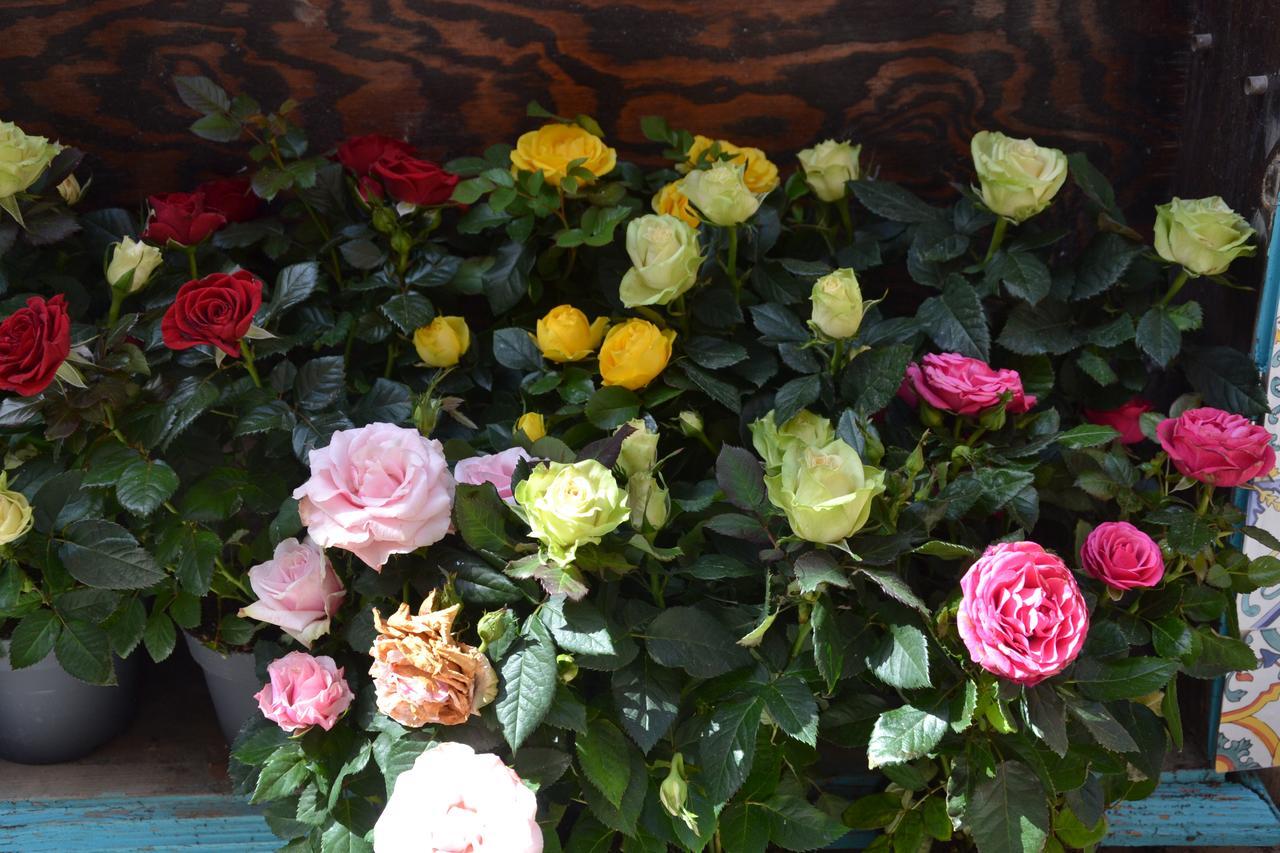 Terra Murata Boutique B&B Procida Luaran gambar
